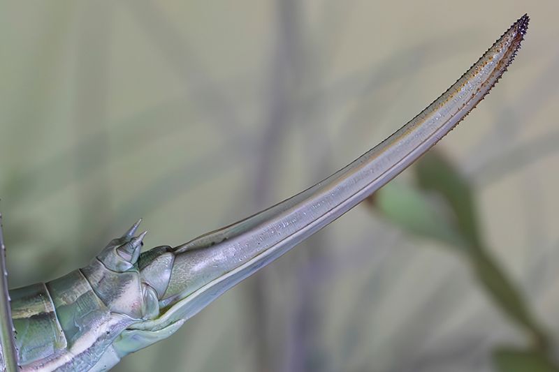 Tettigoniidae - Saga pedo